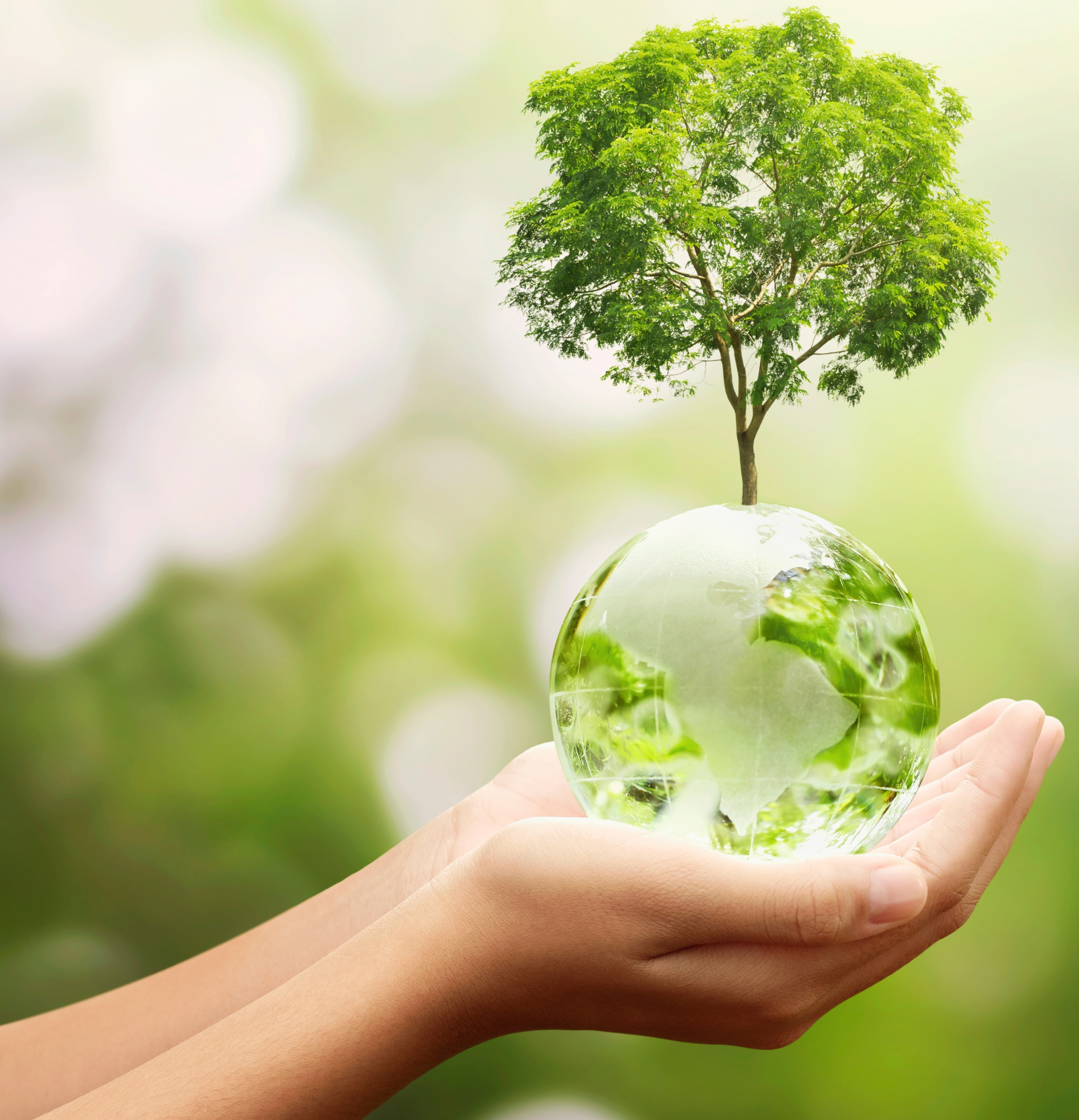 a tree growing from a globe